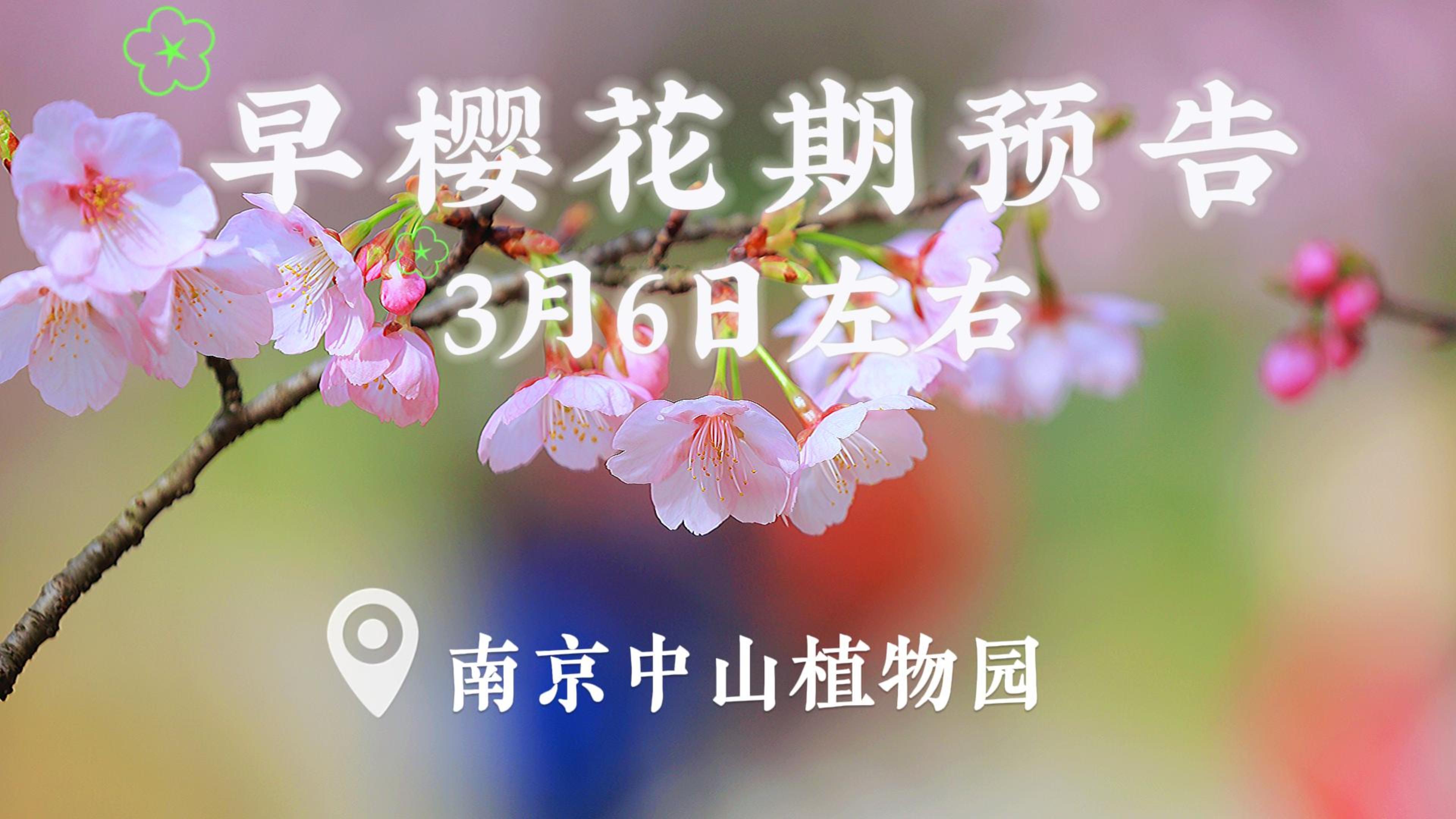 南京中山植物园早樱快要开啦！！！
