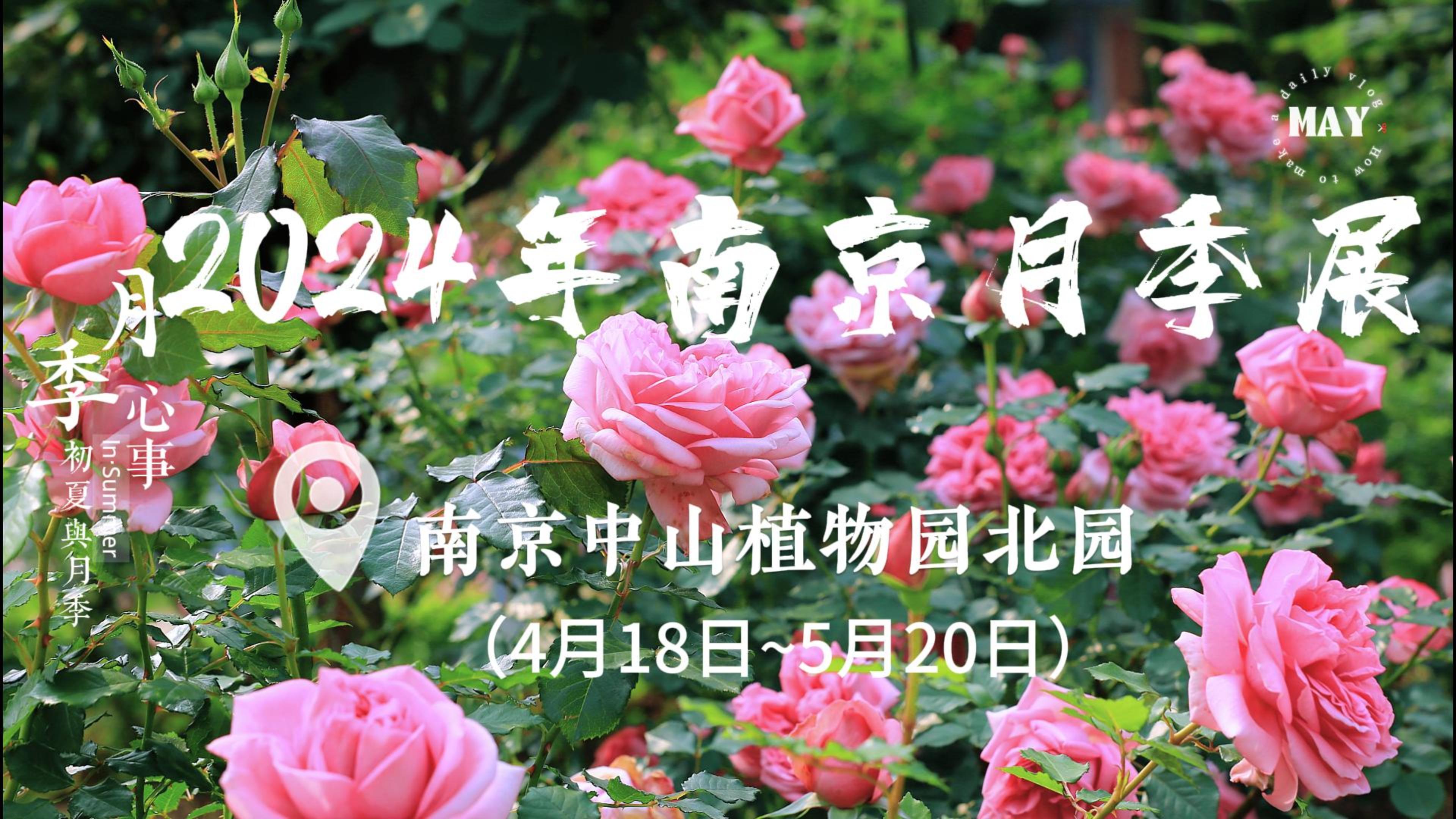 2024年南京月季展